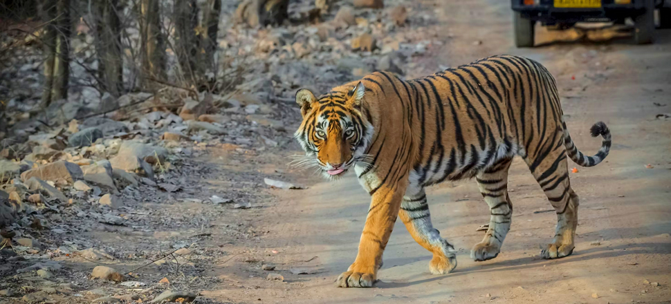 Golden Triangle Tour With Ranthambore