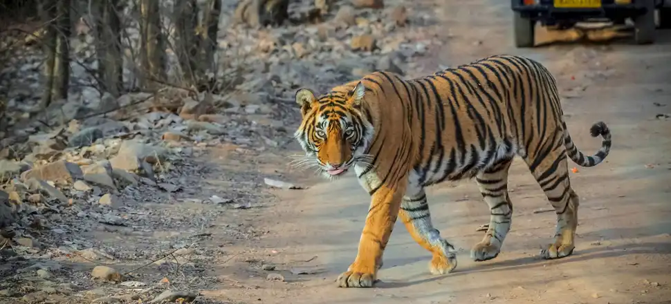 Golden Triangle Tour With Ranthambore