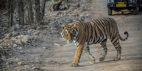 Golden Triangle Tour With Ranthambore