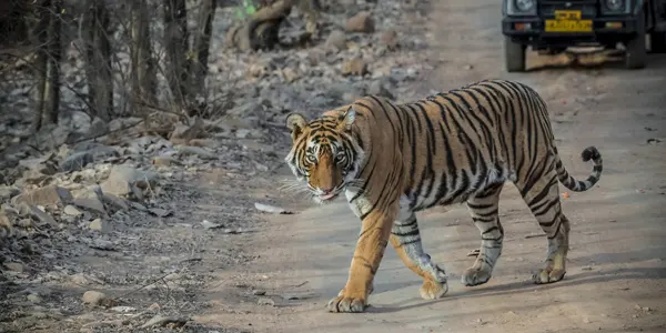 Golden Triangle Tour With Ranthambore